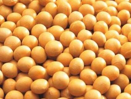 中国买家爆买340万吨美豆后，情况突变，美国大豆订单或遭取消