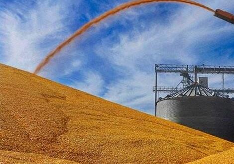 俄罗斯为何禁止小麦出口？疫情太严重了！