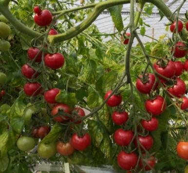 价格飙涨1400%！印度宣布进口西红柿