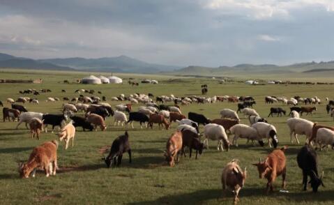 保证膘肥体壮！蒙古国正式启动30000只羊捐赠程序