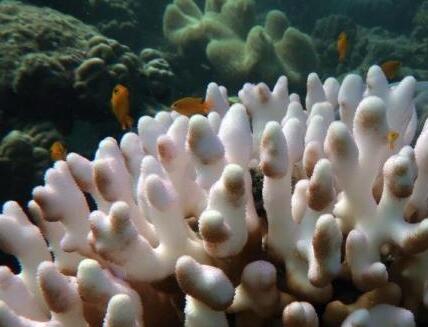 澳大利亚大堡礁项目有关议题将推迟审议
