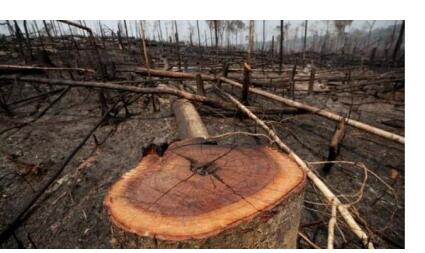 巴西亚马孙地区森林砍伐面积处于近五年来第二高水平
