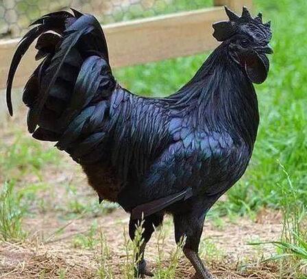 外媒：埃及一只鸡售价1200元，被称鸡中“兰博基尼”