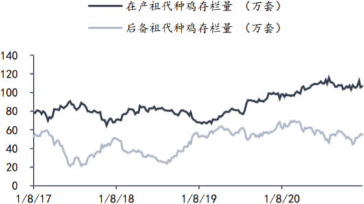 白羽肉鸡