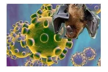 美候任国家情报总监称：未见到新冠病毒源于实验室证据